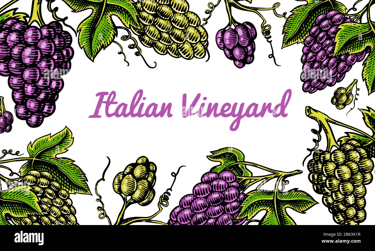 Fond de raisin. Ingrédient pour le vin et le jus. Fruits de table de style vintage. Feuilles de baies vertes. Esquisse de contour gravée dessinée à la main pour la bannière Illustration de Vecteur
