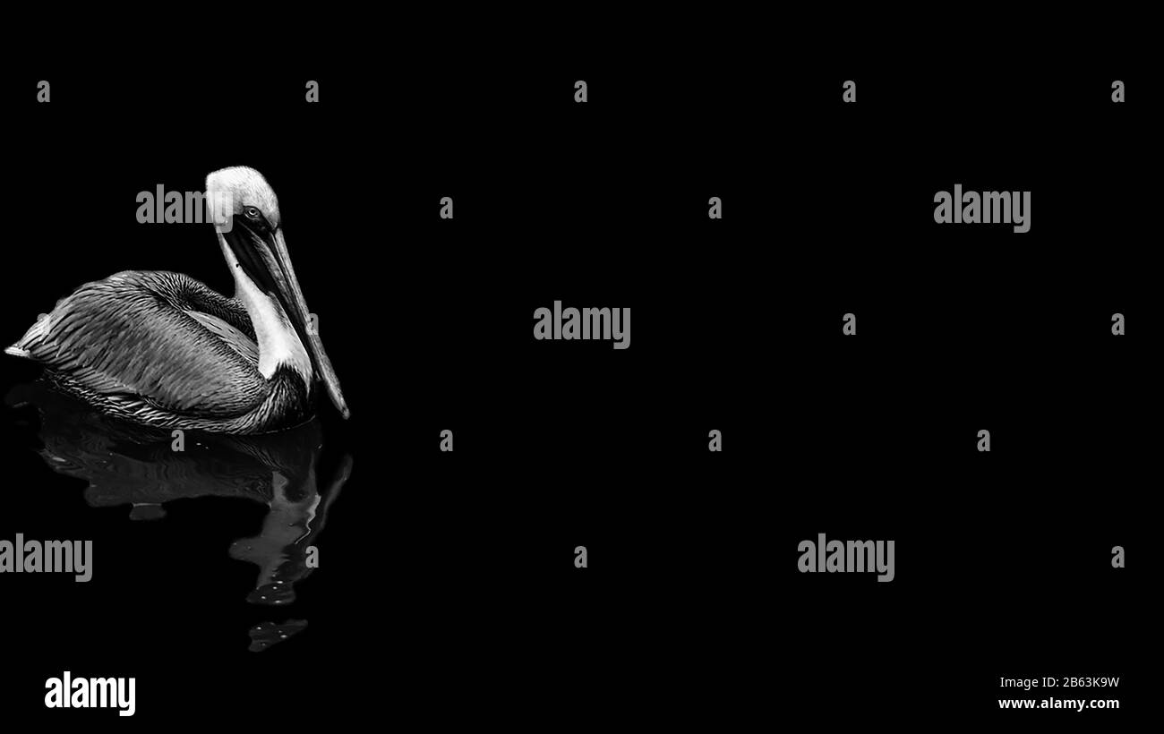 Réflexion pélicaine dans l'eau, Pelican isolé sur fond noir, pélican monochrome, art créatif noir et blanc, Minimalisme, Art board Banque D'Images