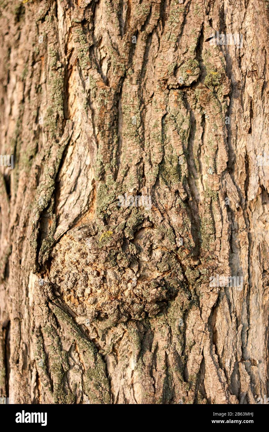 Ancienne texture d'écorce d'arbre. Banque D'Images