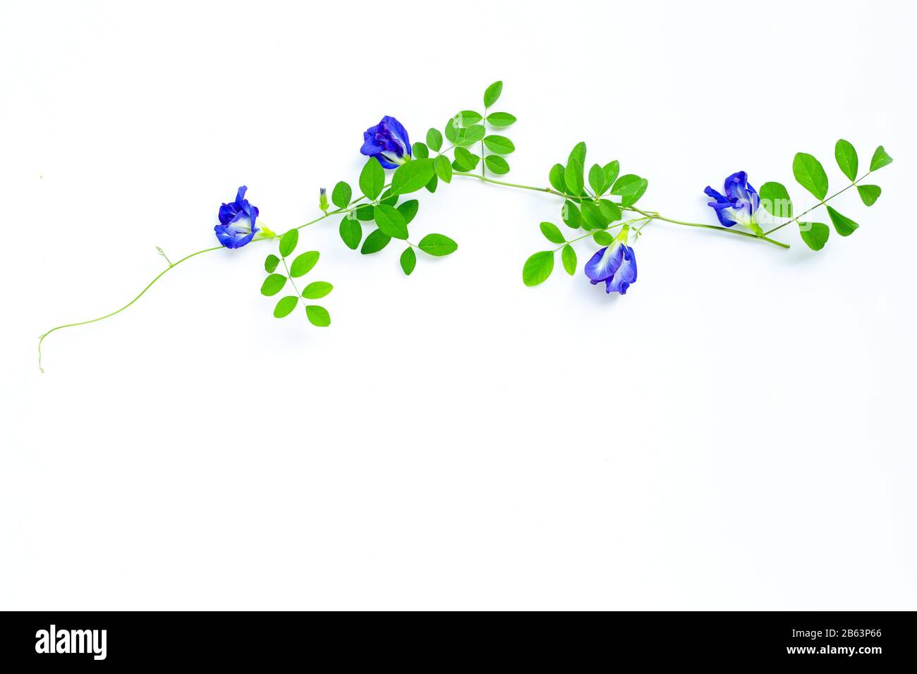 Papillon fleur et feuilles de pois sur fond blanc. Vue d'en haut Banque D'Images