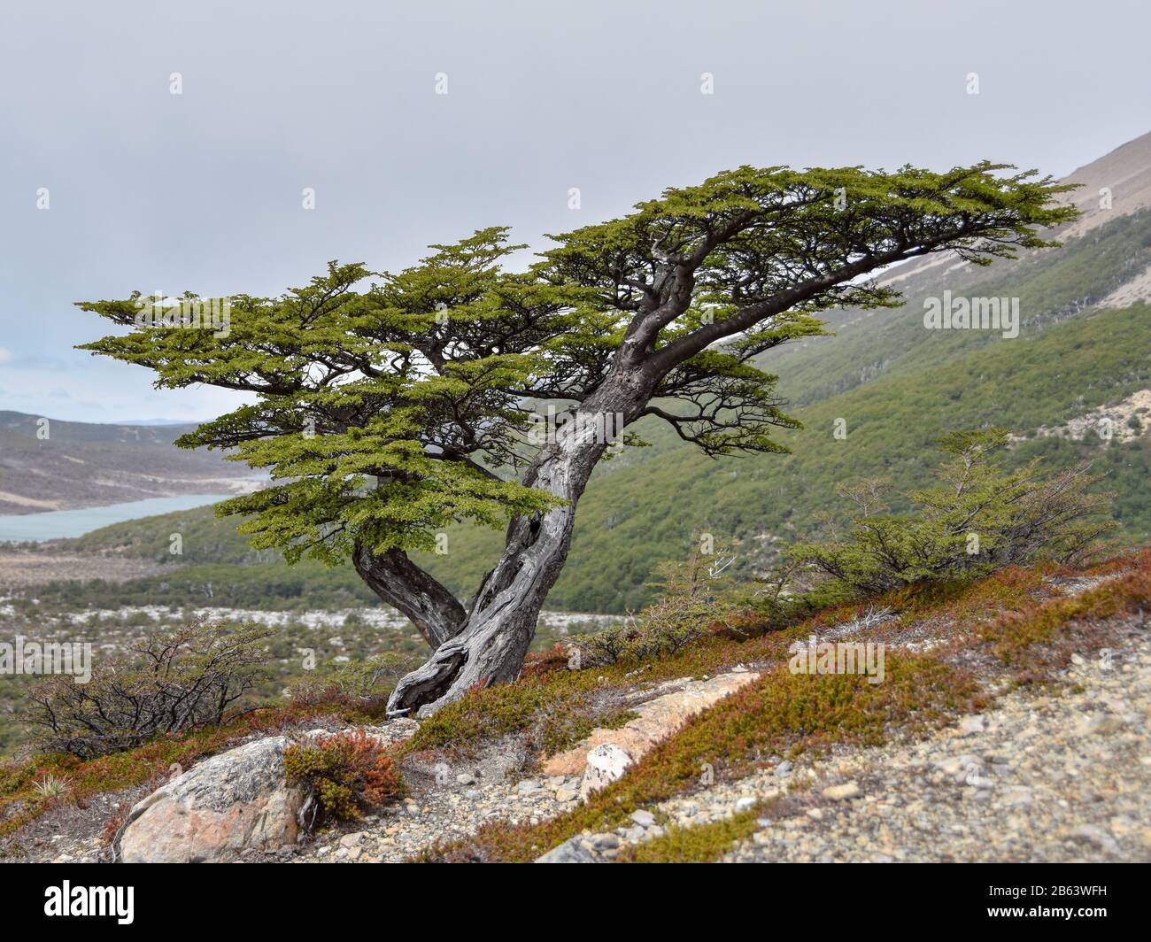 arbre de hêtre nothofagus en forme de vent dans le parc national Los Glaciares de Patagonia, en Argentine Banque D'Images