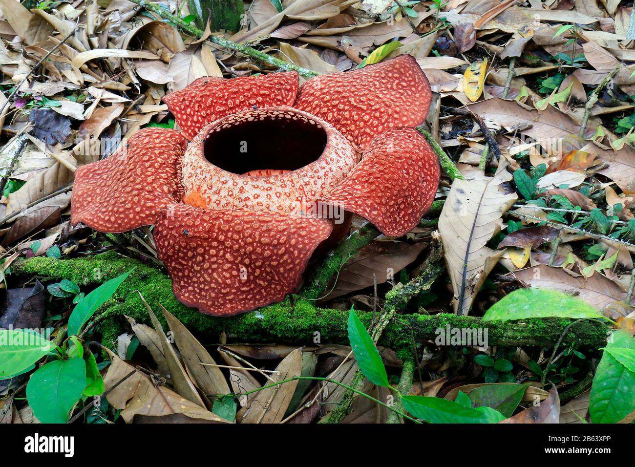 La fleur de Rafflesia s'épanouir dans la forêt tropicale de bornéo, en Malaisie Banque D'Images