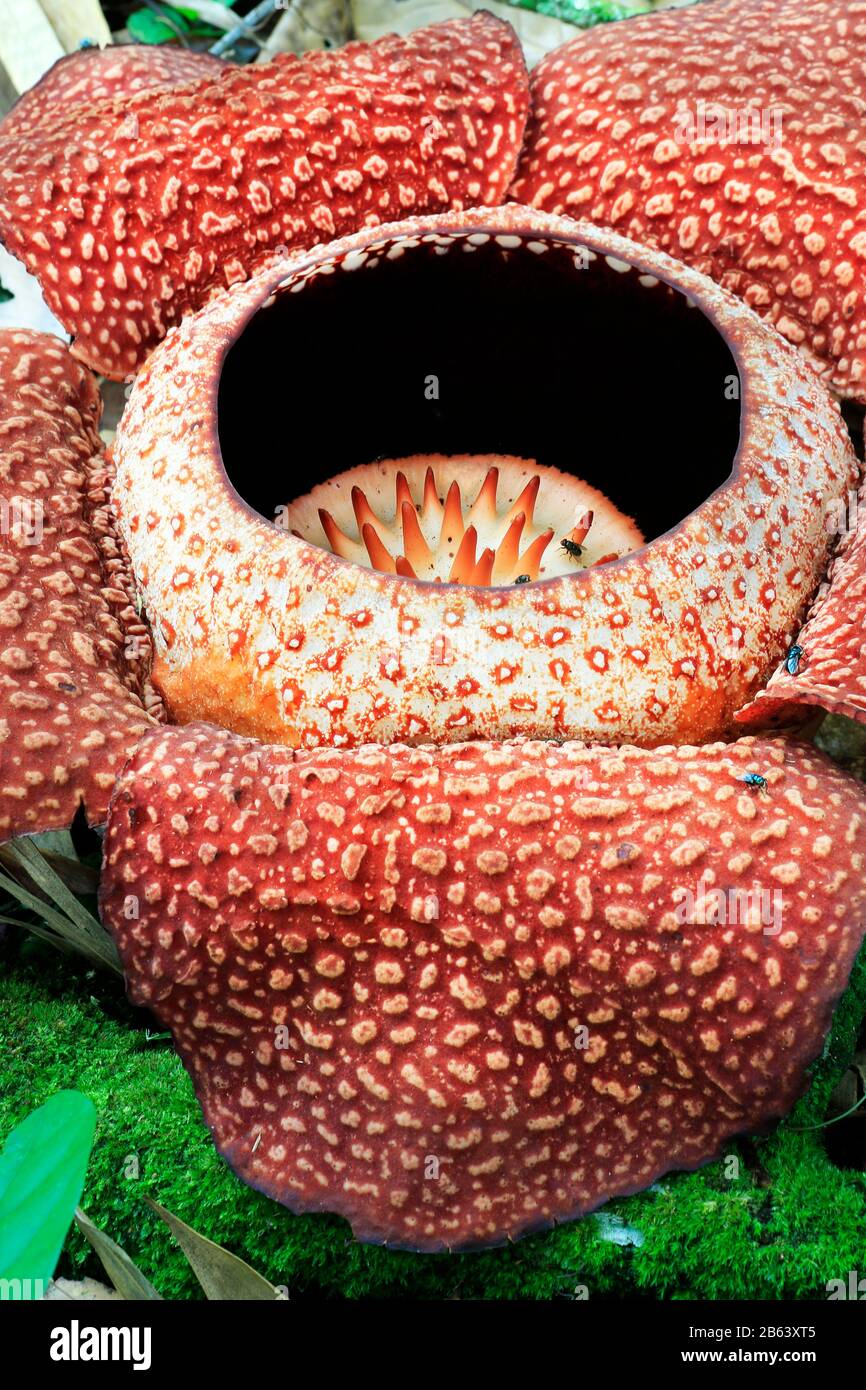 La fleur de Rafflesia s'épanouir dans la forêt tropicale de bornéo, en Malaisie Banque D'Images