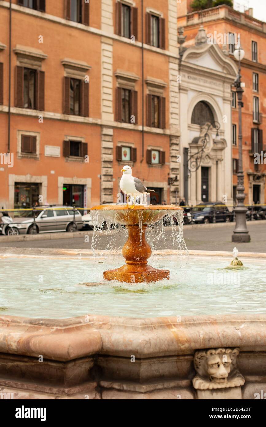 Rome. Italie - 22 mars 2017 : Mouette dans la fontaine de Rome. Banque D'Images