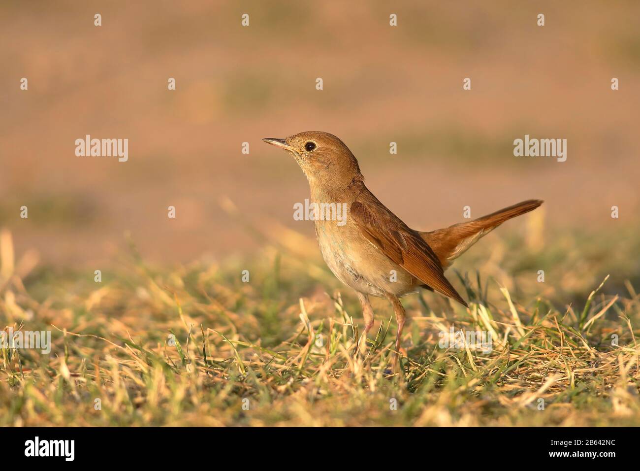 Nightingale (Luscinia megarhynchos) se dresse dans l'herbe, parc national du lac Neusiedl, Burgenland, Autriche Banque D'Images