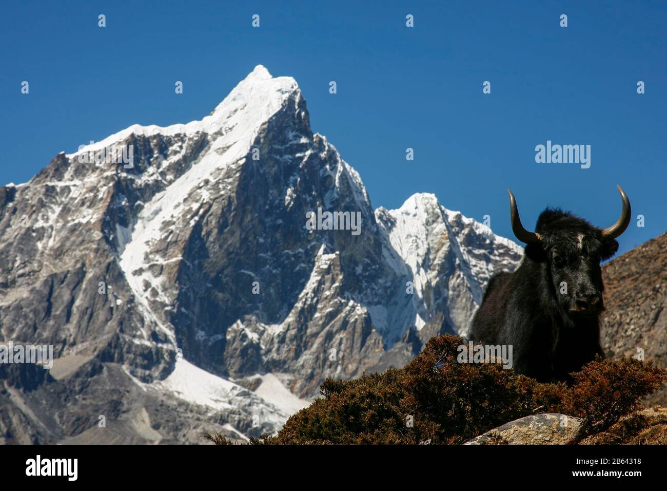 Yak sur le sentier Everest au Népal Banque D'Images Yak sur le sentier Everest au Népal Banque D'Images