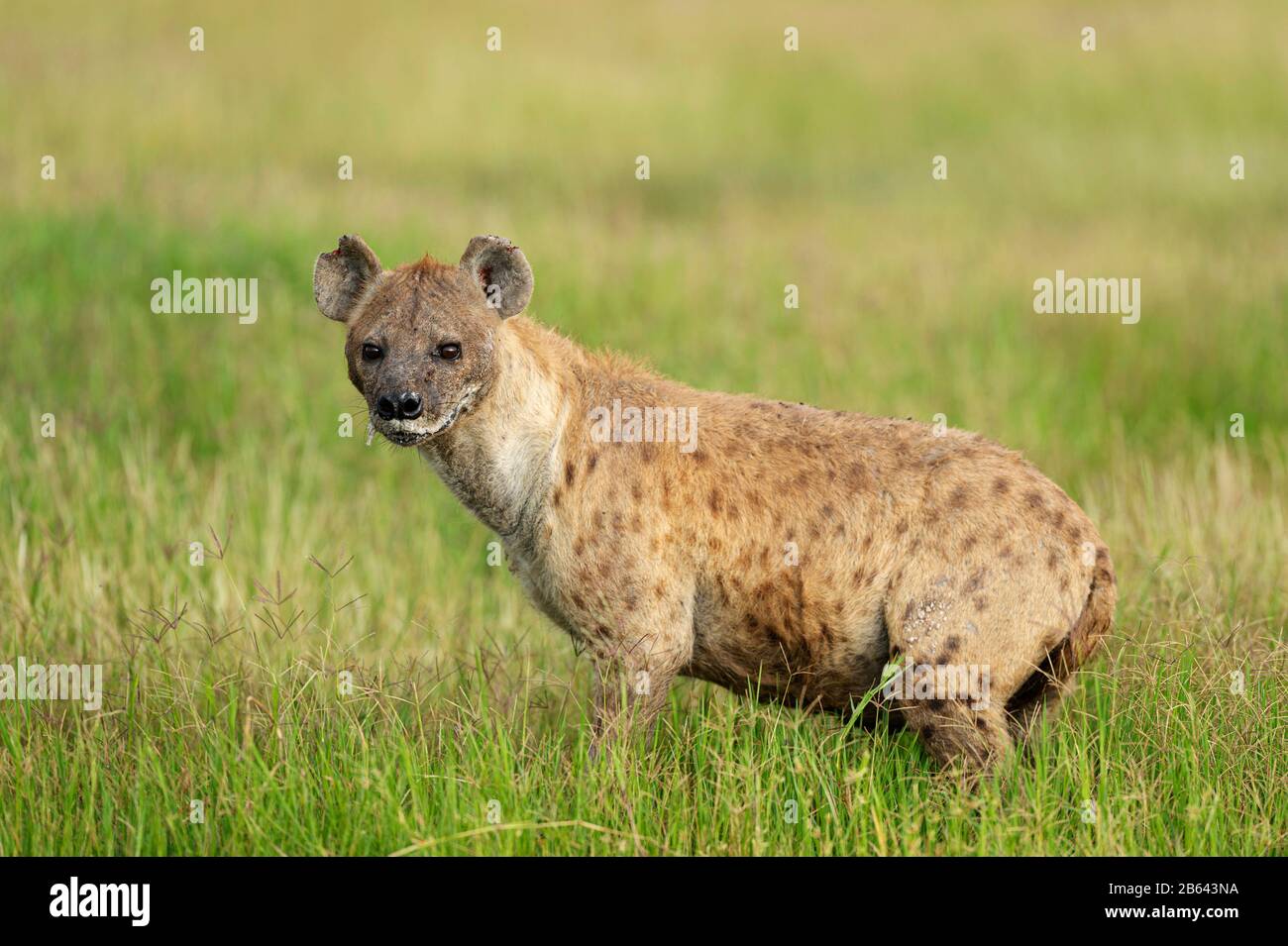 Hyena tachetée, Crocuta crocuta aussi connue sous le nom d'hyène riant, Afrique Banque D'Images