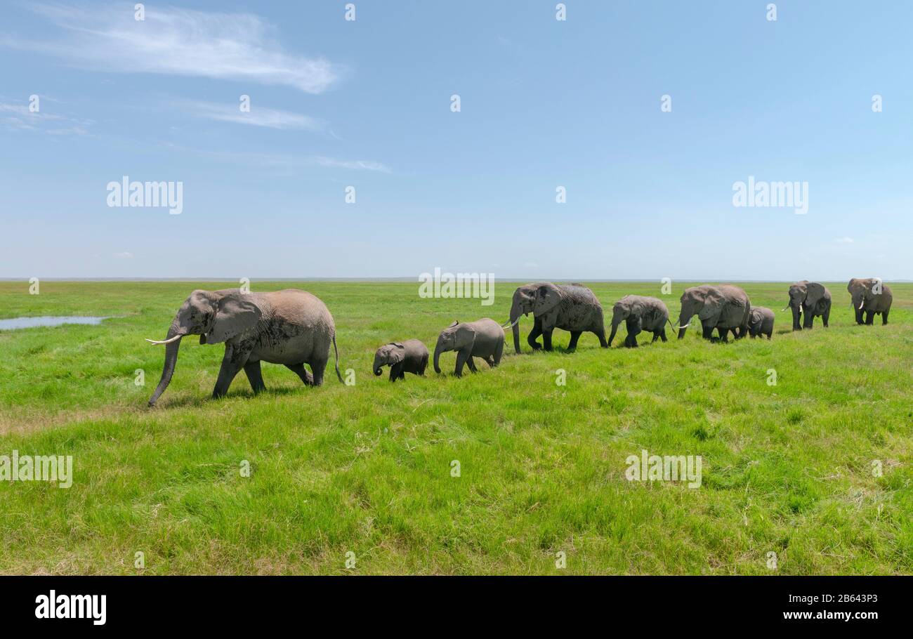 Paquet Éléphant, Parc National D'Amboseli, Afrique Banque D'Images