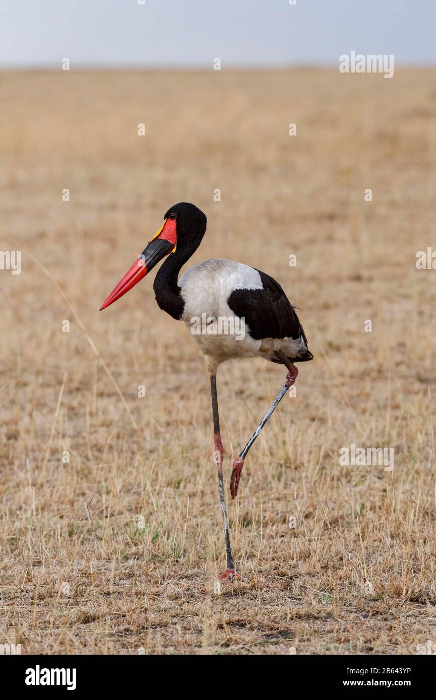 Stork à piqûre de selle, Éphippiorhynchus senegalensis, Masaimara, Afrique Banque D'Images