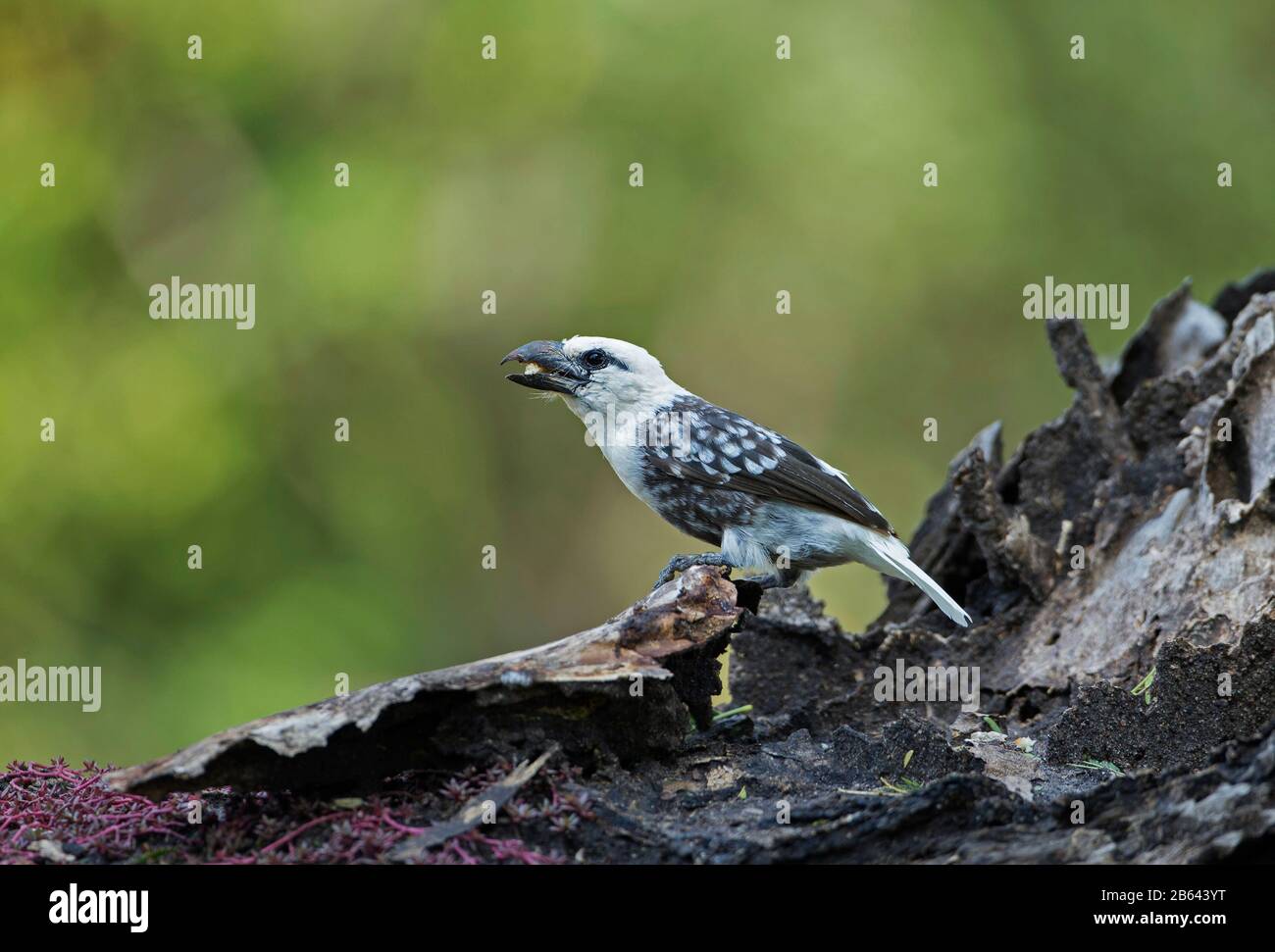 Barbet À Tête Blanche, Lybius Leucocephalus, Kenya, Afrique Banque D'Images