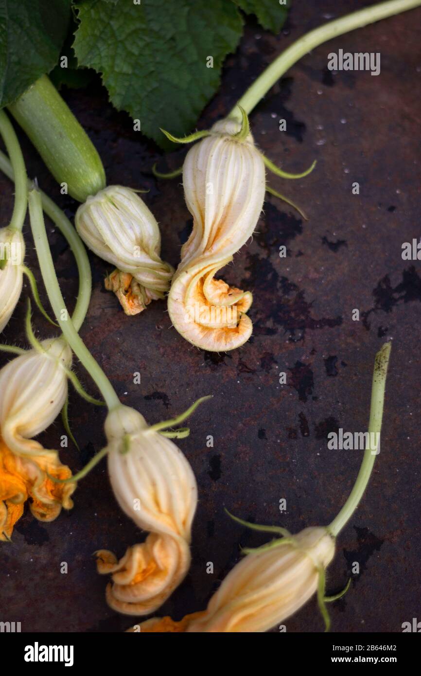 Vue en hauteur sur les fleurs De squash Fraîches disposées sur un fond rouillé. Jardinage D'Été. Banque D'Images