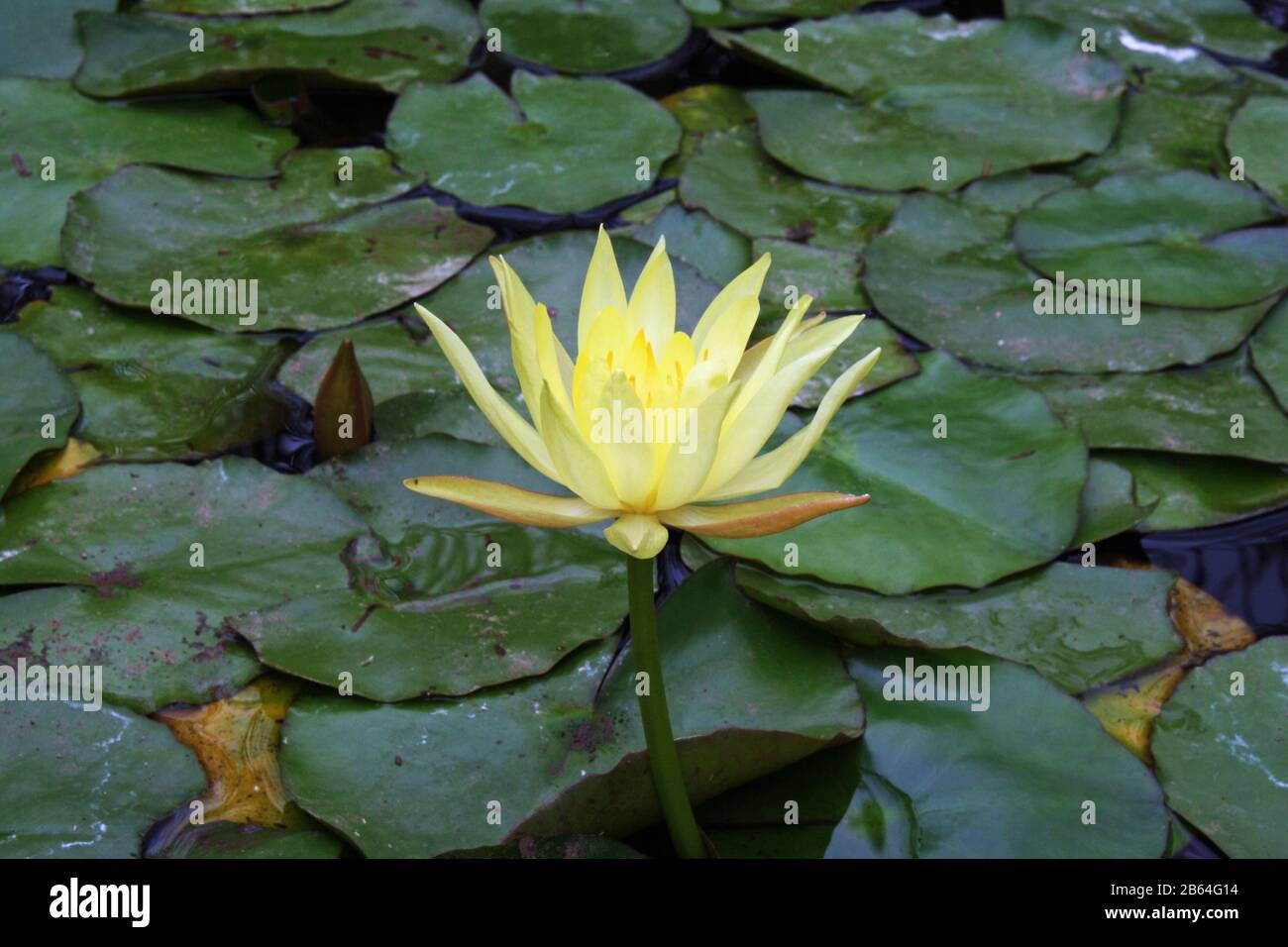 Seerose Banque D'Images