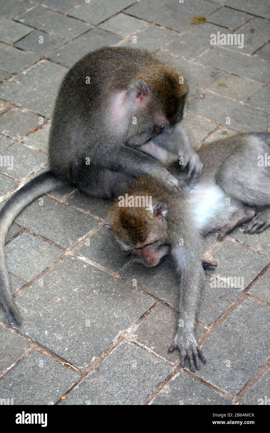 Deux macaques à queue longue se toilettant, Monkey Forrest, Ubud, Bali, Indonésie Banque D'Images