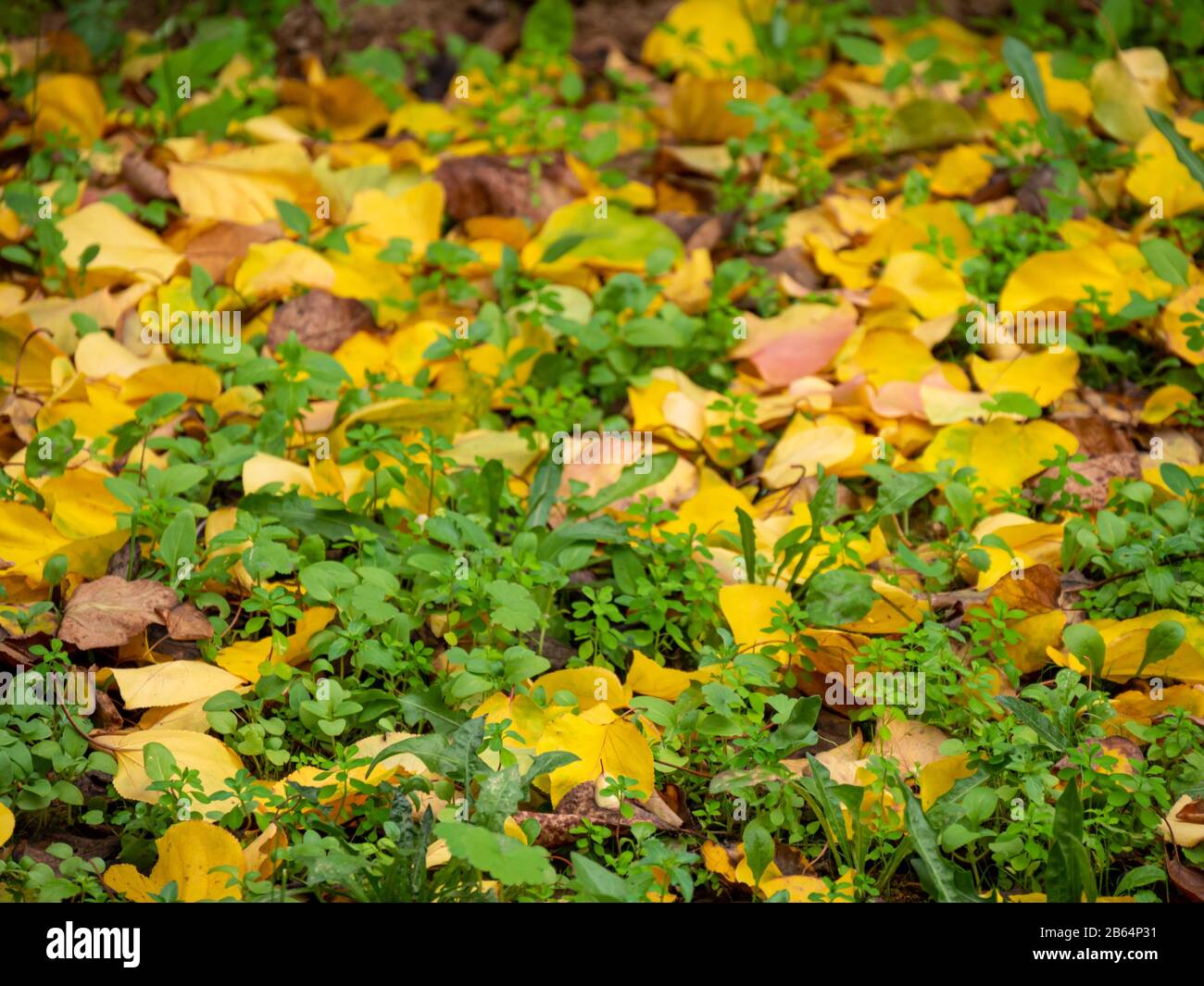 contexte des feuilles d'automne tombées sur le sol forestier. Mise au point sélective. Banque D'Images