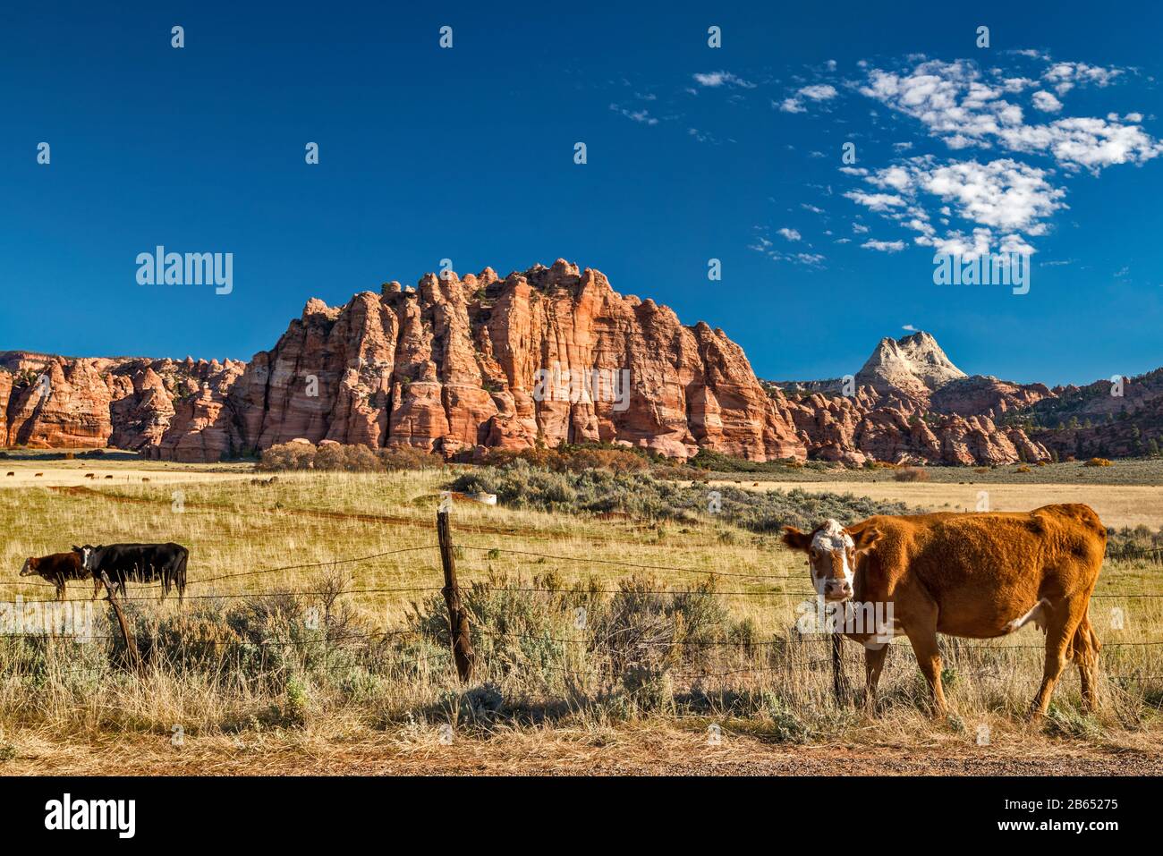 Vaches Dans Cave Valley, Cave Knoll, Plateau Inférieur De Kolob, Pine Valley Peak En Distance, Vue De Kolob Terrace Road, Zion National Park, Utah, États-Unis Banque D'Images