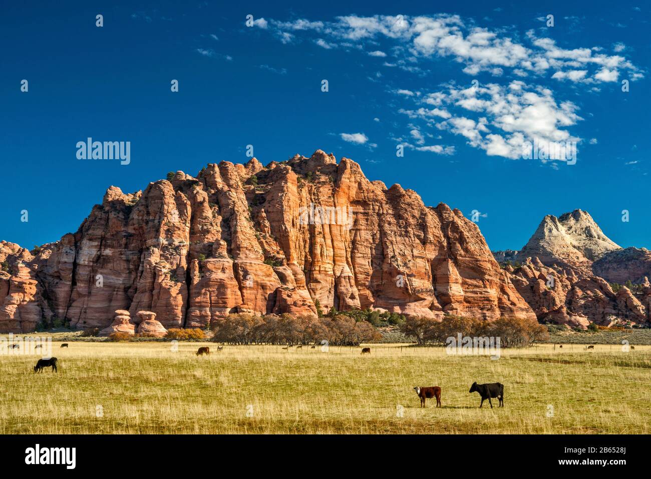 Vaches Dans Cave Valley, Cave Knoll, Plateau Inférieur De Kolob, Pine Valley Peak En Distance, Vue De Kolob Terrace Road, Zion National Park, Utah, États-Unis Banque D'Images