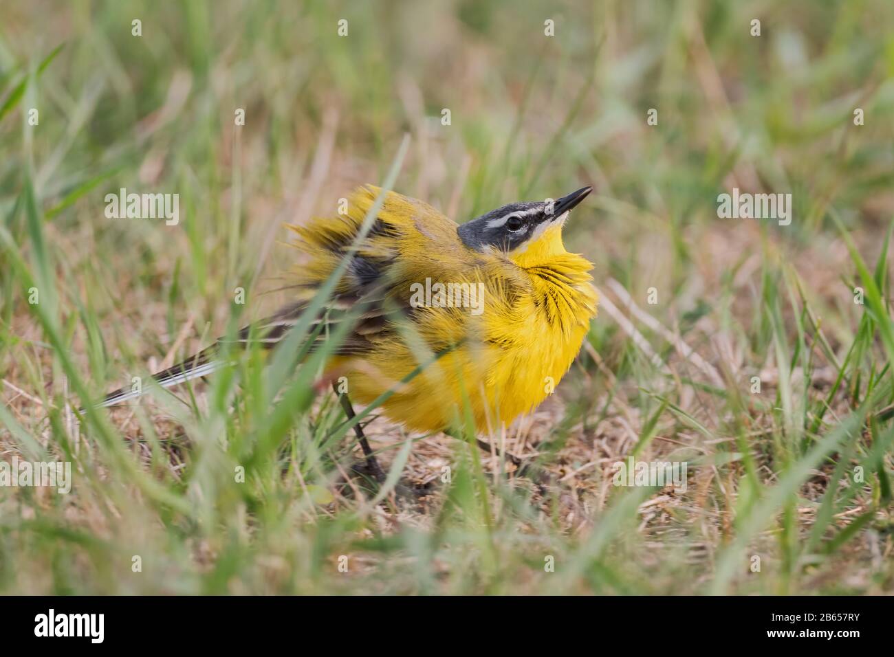 Wagtail jaune occidental - flava De Motacilla, magnifique oiseau perché jaune de prés européens, Hortobragy, Hongrie. Banque D'Images