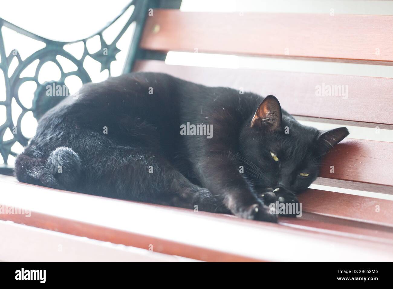 Chat noir essayant de dormir sur le banc, sous les espaces publics HDB. Singapour. Banque D'Images