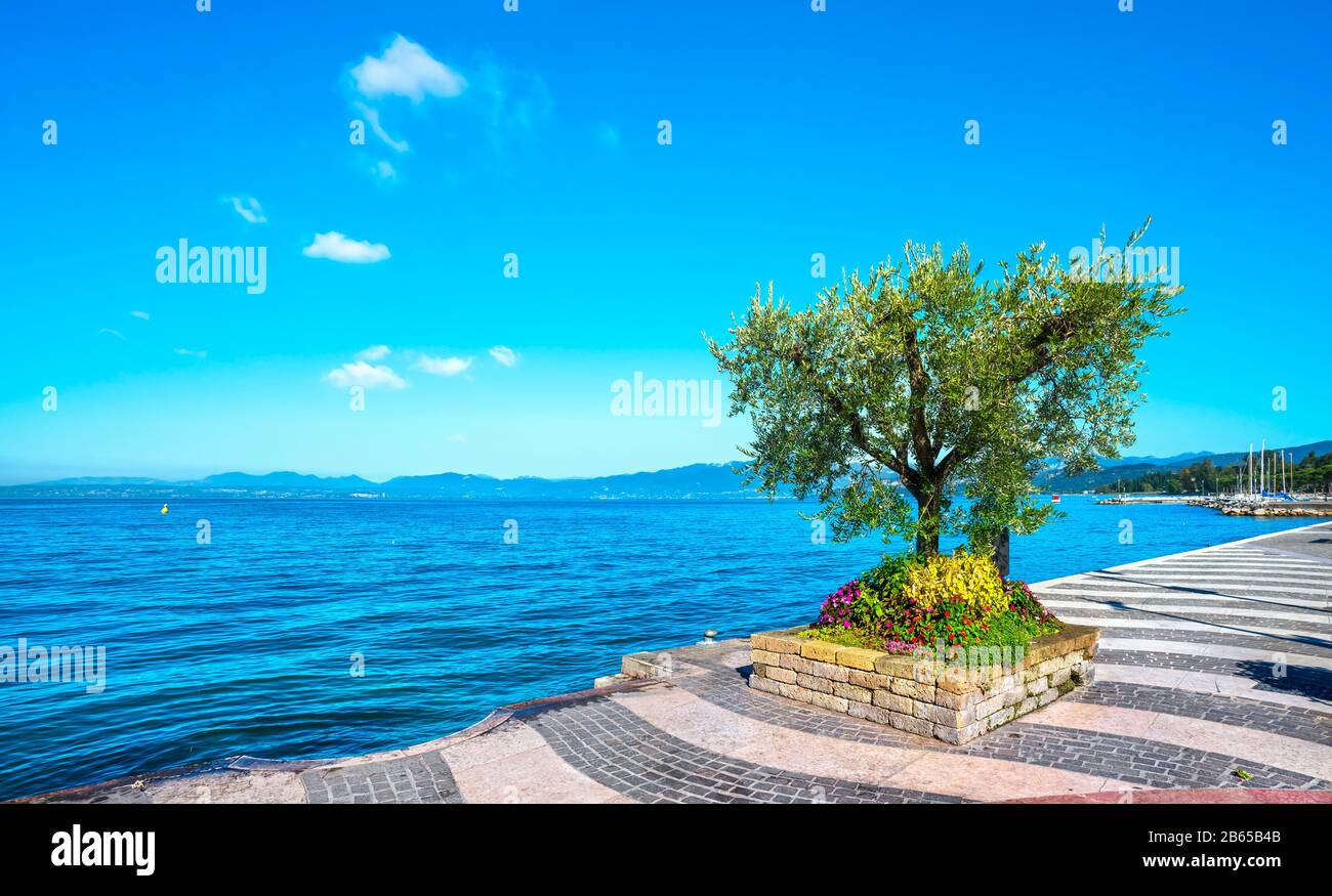 Au bord du lac de Lazise et d'olivier. Lac De Garde. Vénétie, Italie. Europe. Banque D'Images