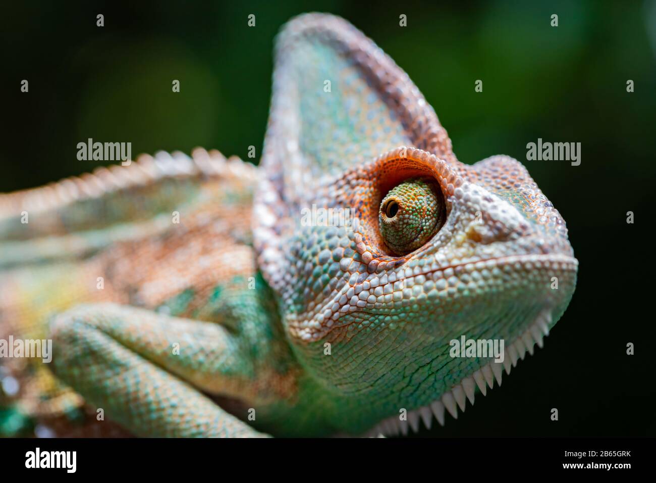 Caméléon voilé (chamaeleo calyptratus) dans la forêt sur le fond de la nature. Banque D'Images