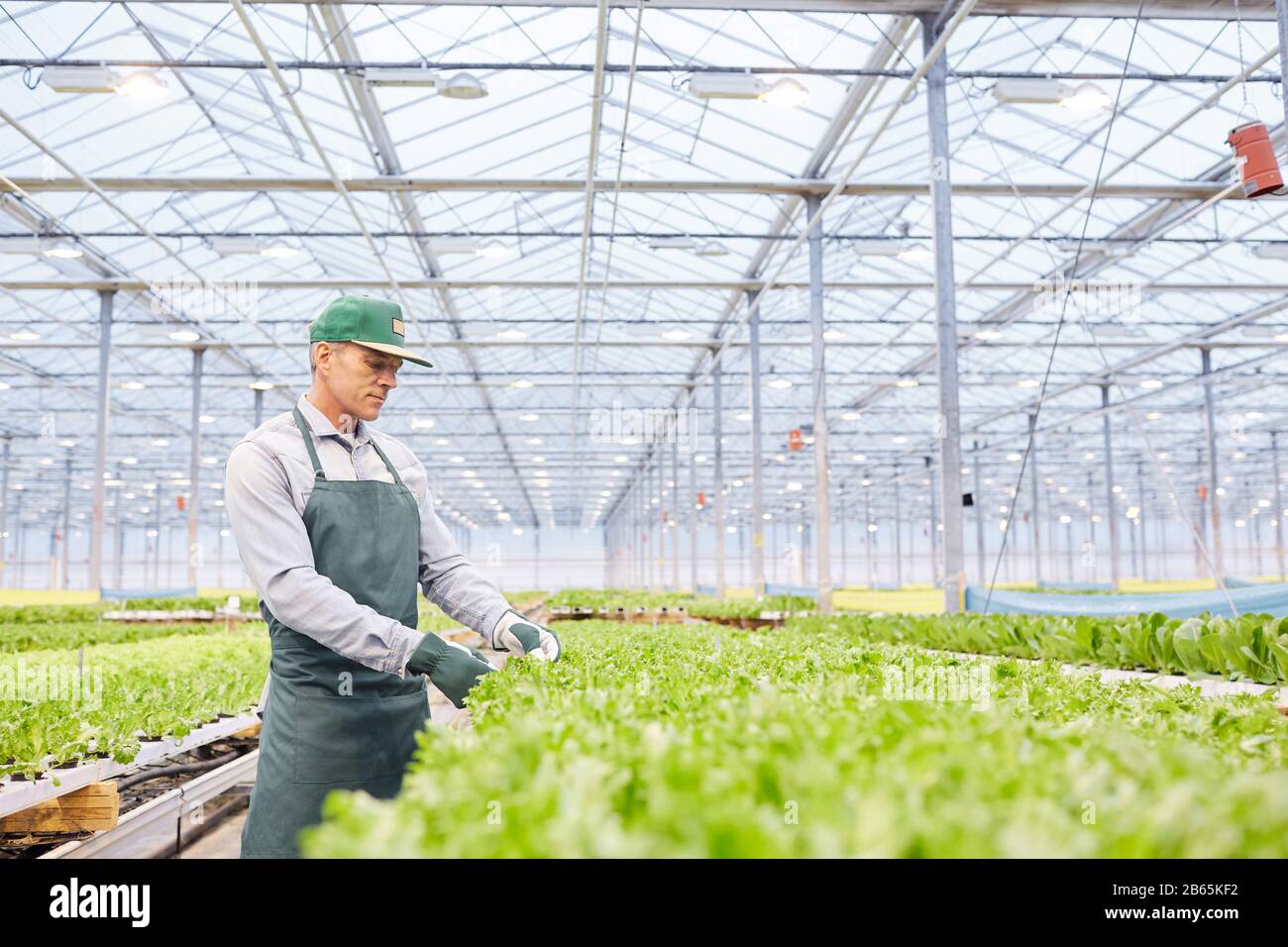 Vue latérale portrait du travailleur mûr examinant les légumes de la plantation industrielle en serre, copier l'espace Banque D'Images Vue latérale portrait du travailleur mûr examinant les légumes de la plantation industrielle en serre, copier l'espace Banque D'Images