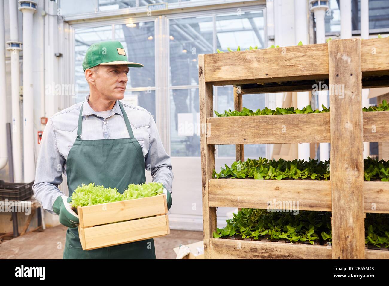 Taille vers le haut portrait du travailleur mûr portant une boîte de légumes dans une plantation industrielle en serre, espace de copie Banque D'Images Taille vers le haut portrait du travailleur mûr portant une boîte de légumes dans une plantation industrielle en serre, espace de copie Banque D'Images