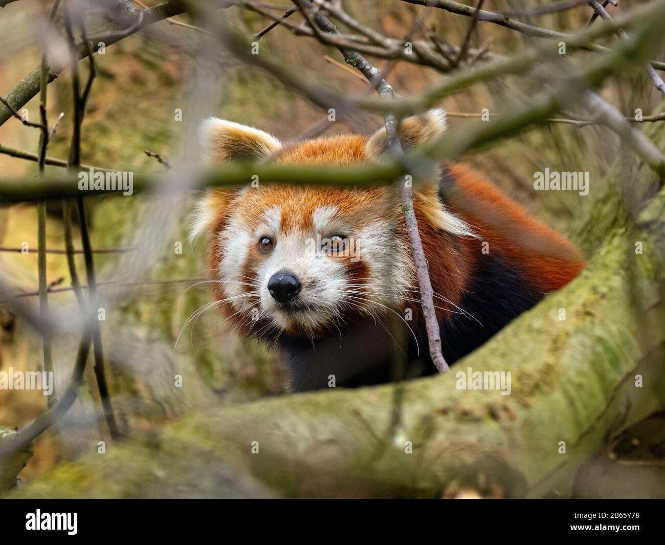 Panda rouge Ailurus fulgens (captif) Banque D'Images