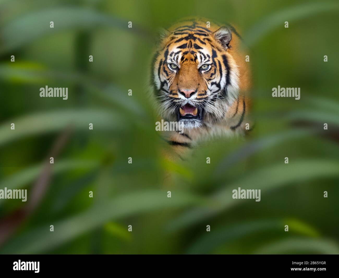 Tigre de Sumatra Panthera tigris sondaica prisonnier Banque D'Images