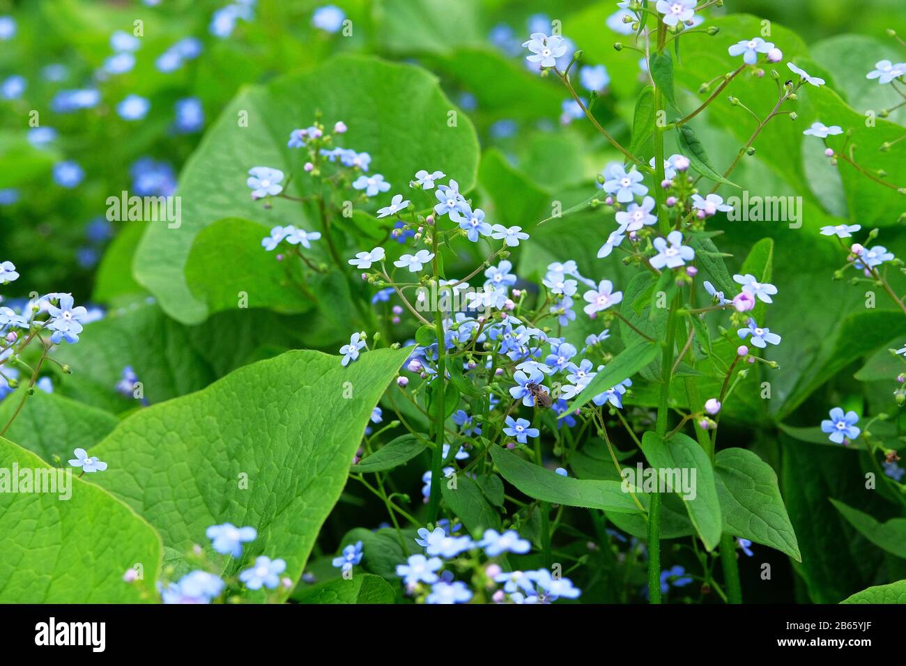 Myosotis gros plan sur fond vert flou. Beaucoup de fleurs bleues sur un pré sauvage de printemps. Forget-me-not Myosotis scorpioides est en pleine floraison. Banque D'Images
