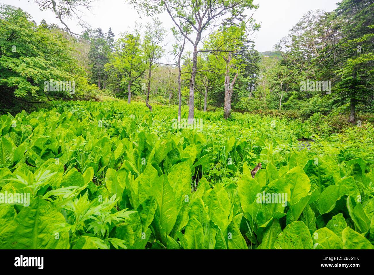 Japon, Hokkaido, Parc National De Daisetsuzan, Daisetsu Kogen Onsen Banque D'Images