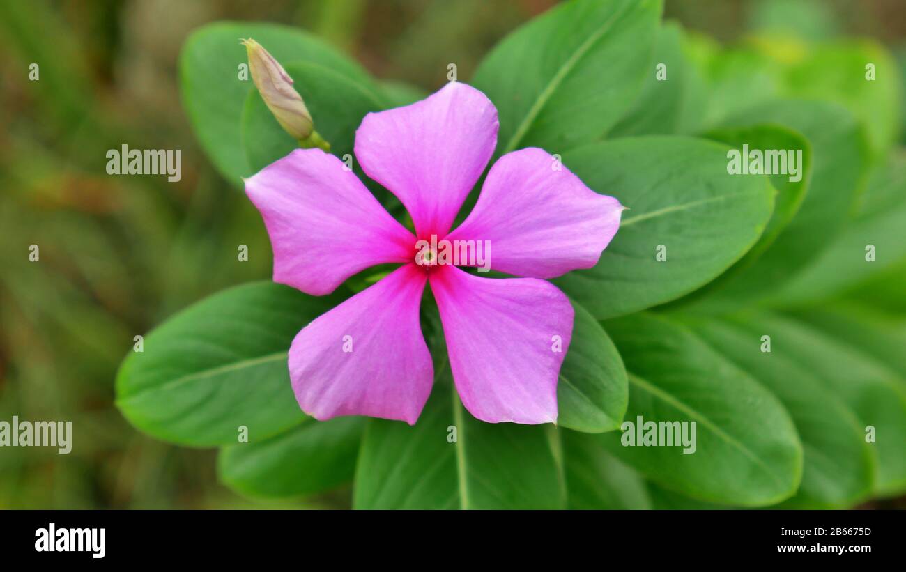 Fleur rose tropicale à Siquijor, Philippines Banque D'Images