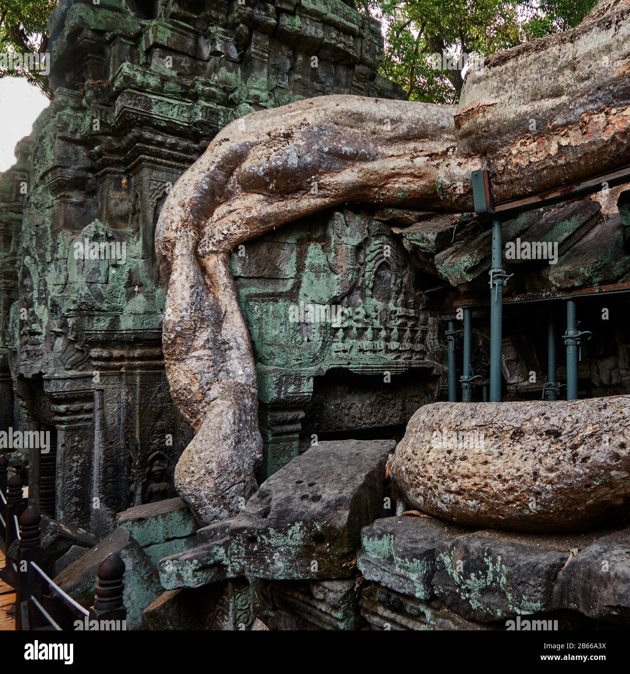 Ta Prohm, aujourd'hui envahie par de grands arbres de la forêt environnante, était un ancien temple bouddhiste et un site de pèlerinage, toujours considéré comme tel par des moines bouddhistes aujourd'hui, même parmi tout le tourisme, Angkor Wat. Banque D'Images
