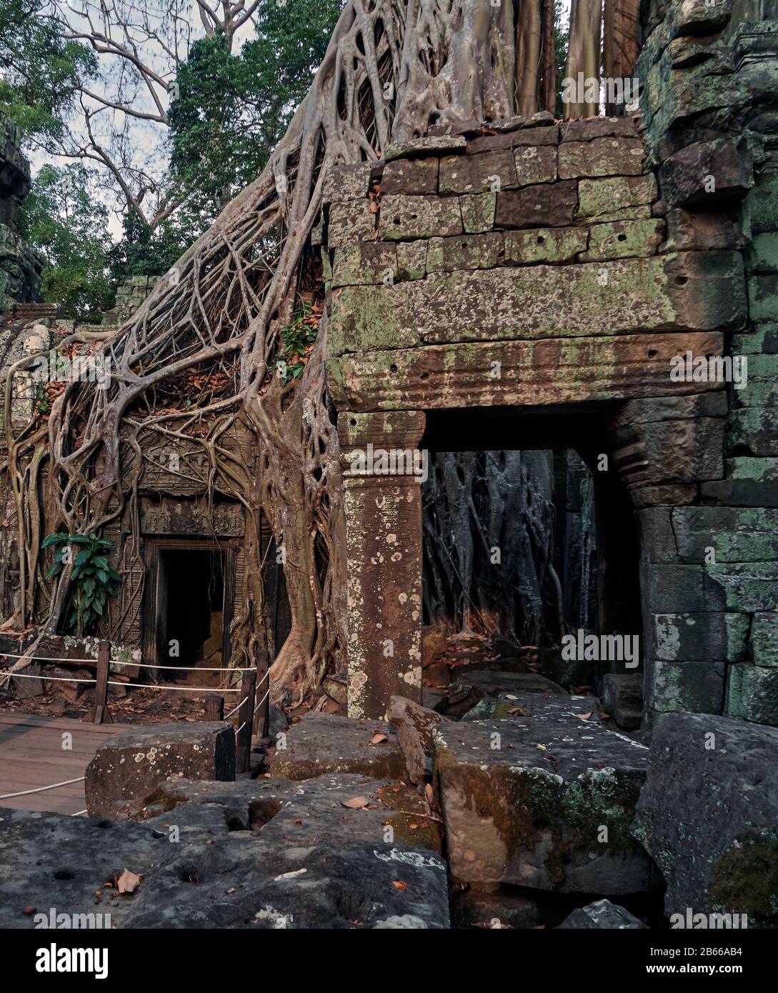Ta Prohm, aujourd'hui envahie par de grands arbres de la forêt environnante, était un ancien temple bouddhiste et un site de pèlerinage, toujours considéré comme tel par des moines bouddhistes aujourd'hui, même parmi tout le tourisme, Angkor Wat. Banque D'Images