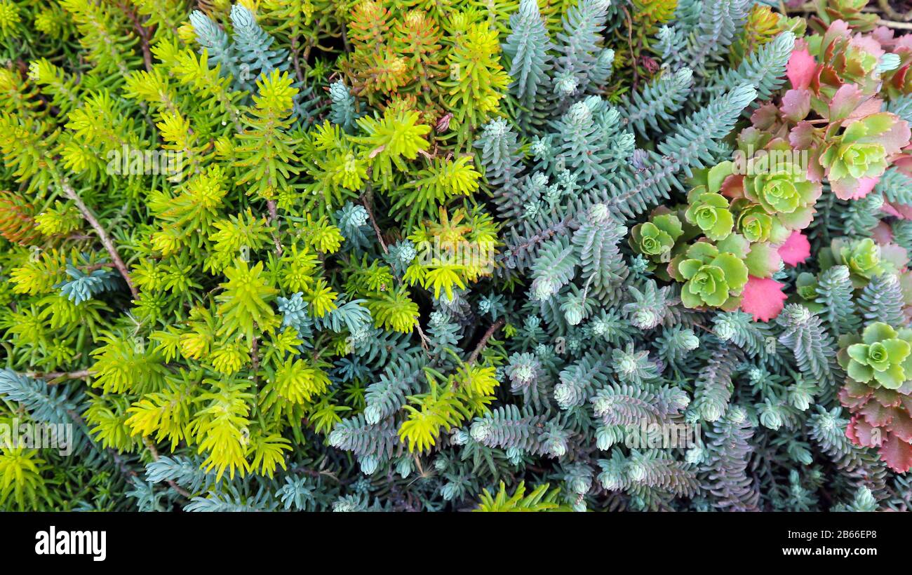 Tapis cactus. Arrière-plan de plantes succulentes miniatures. Banque D'Images