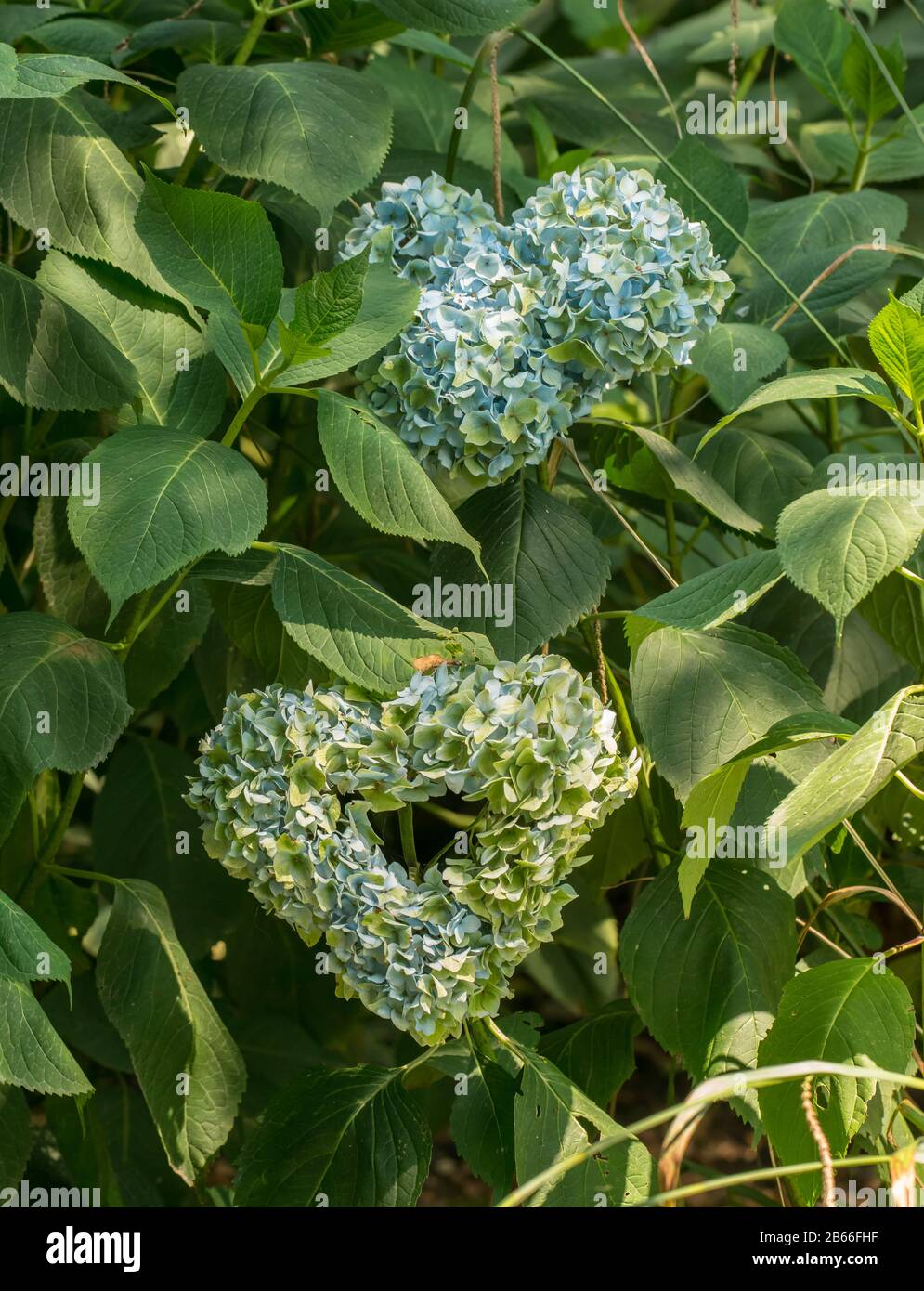 bleu hydragea fleur grappe coeur en forme de coeur Banque D'Images