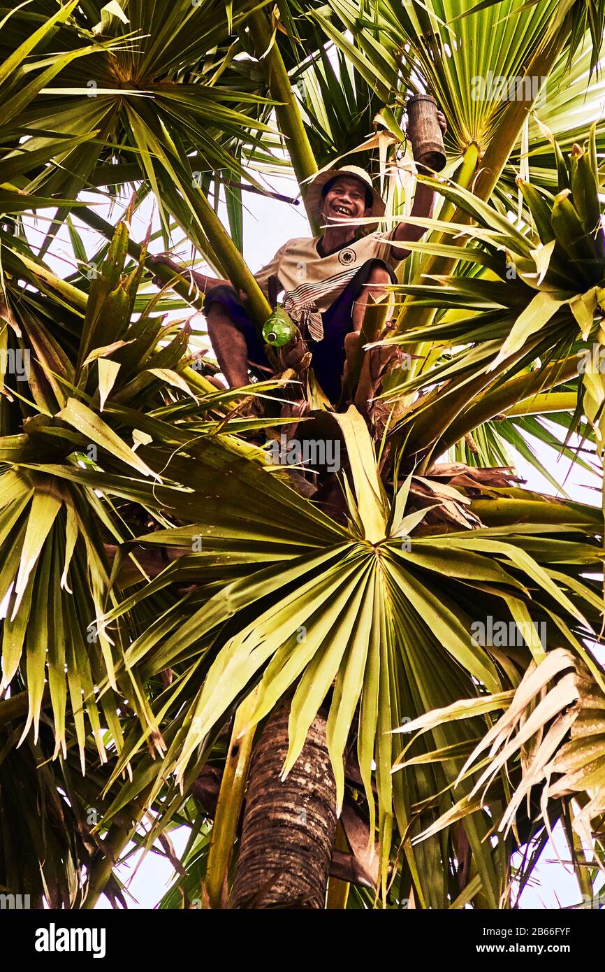 Cambodge, Siam Reap traditionnel Anmong Risei village de potter, un homme  monte sur un palmier pour recueillir le jus de l'arbre afin de faire du  sucre et de l'alcool Photo Stock -