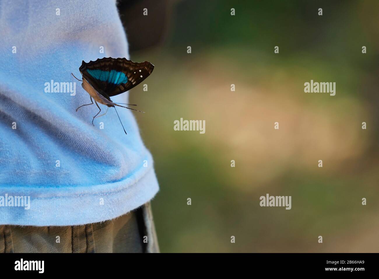 Un papillon bleu reposant sur une personne. Martin Garcia Island, Argentine. Banque D'Images