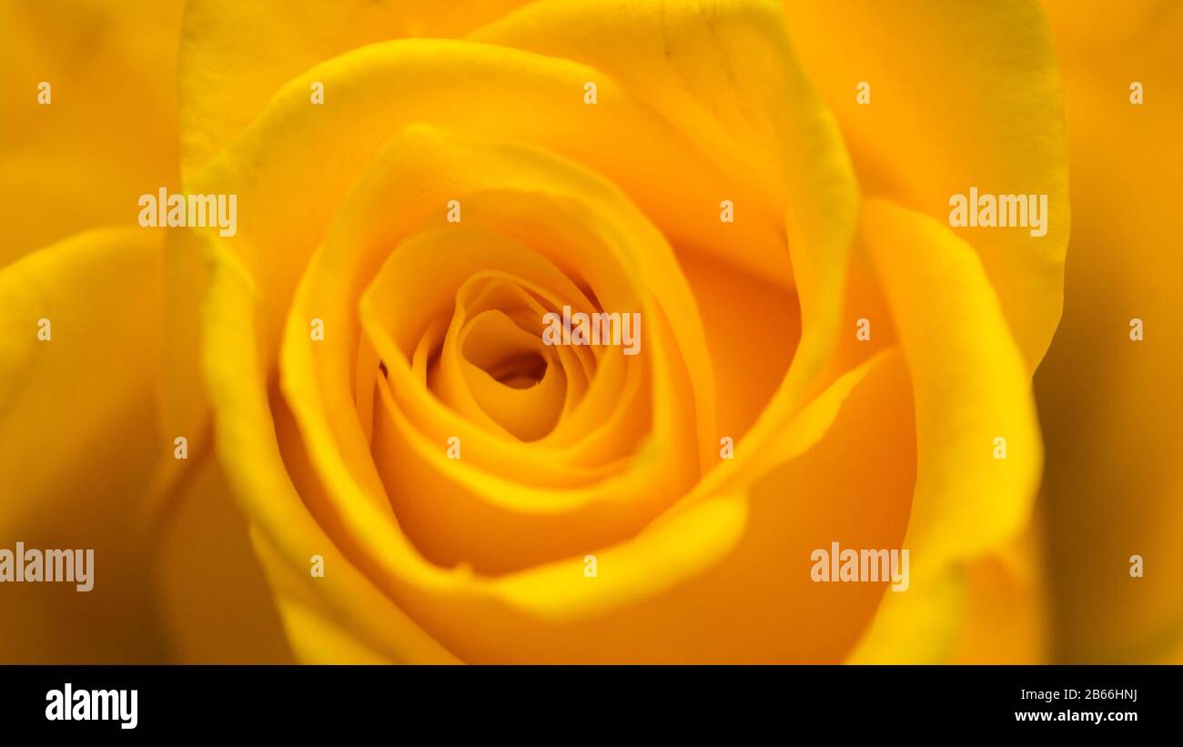 Un plan macro sur une rose jaune. Banque D'Images