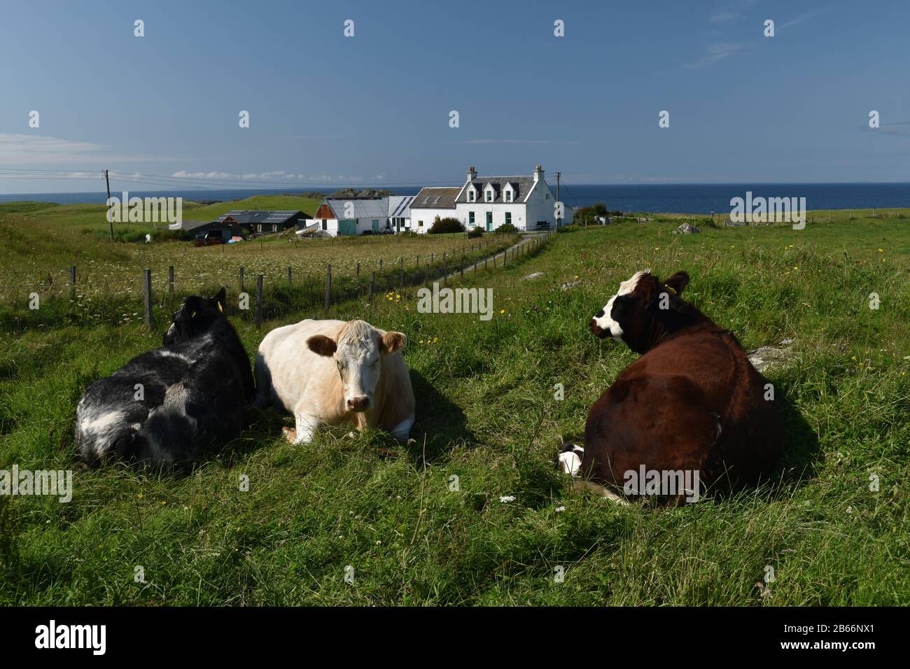 Vaches à mâcher la cud tout en se relaxant au soleil d'été sur Iona, Mull. Ecosse Banque D'Images
