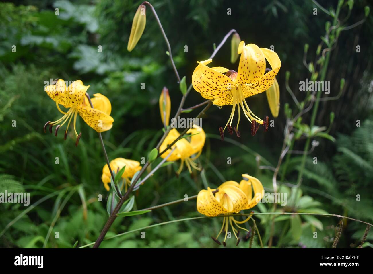 Lilium tigrinum (Lilies de tigre) jaune brun moucheté Banque D'Images