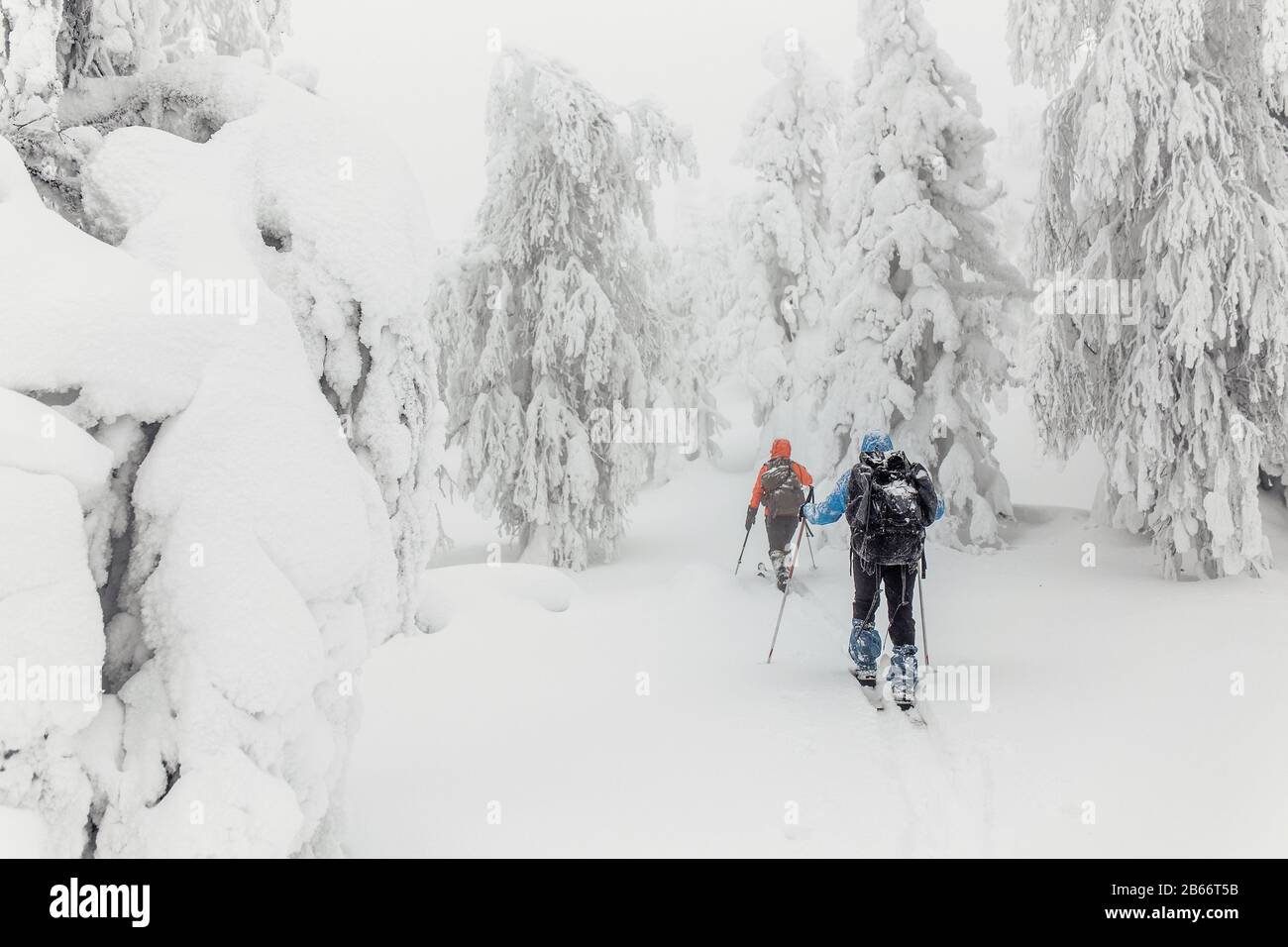Petit groupe de skieurs de fond avec des sacs à dos marchant et de l'exercice dans la forêt d'hiver à Oural Banque D'Images