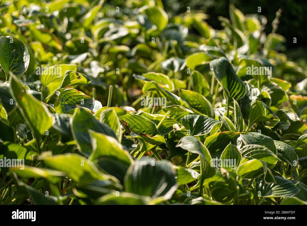 Gros plan de l'image du trou des feuilles d'herbe verte mordu par des insectes au jardin Banque D'Images