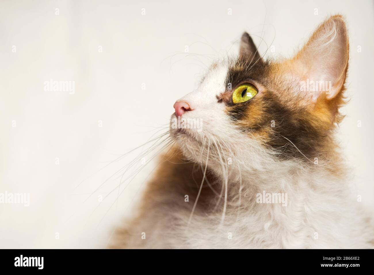 Photo studio d'une femelle la Perm Cat Banque D'Images