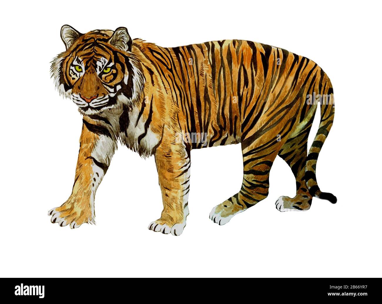 Dessin à la main de l'illustration de couleur d'eau du tigre sumatrian mettant en danger Banque D'Images