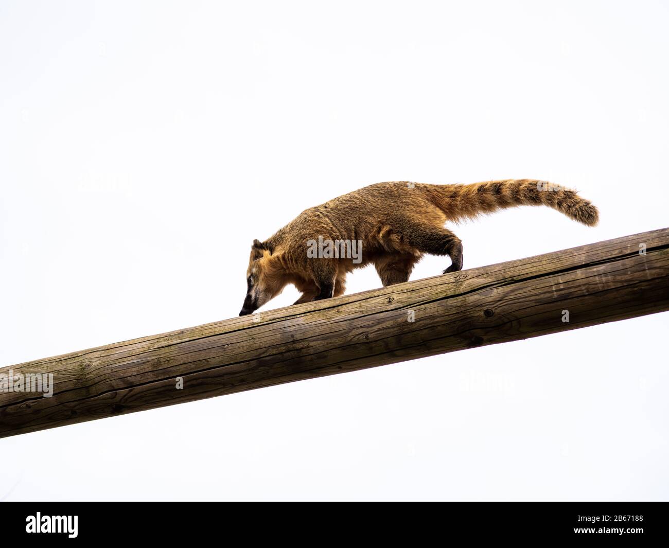 Un Coati À Queue Périphérique Monte À Travers Un Poteau De Téléphone Contre Le Ciel Banque D'Images