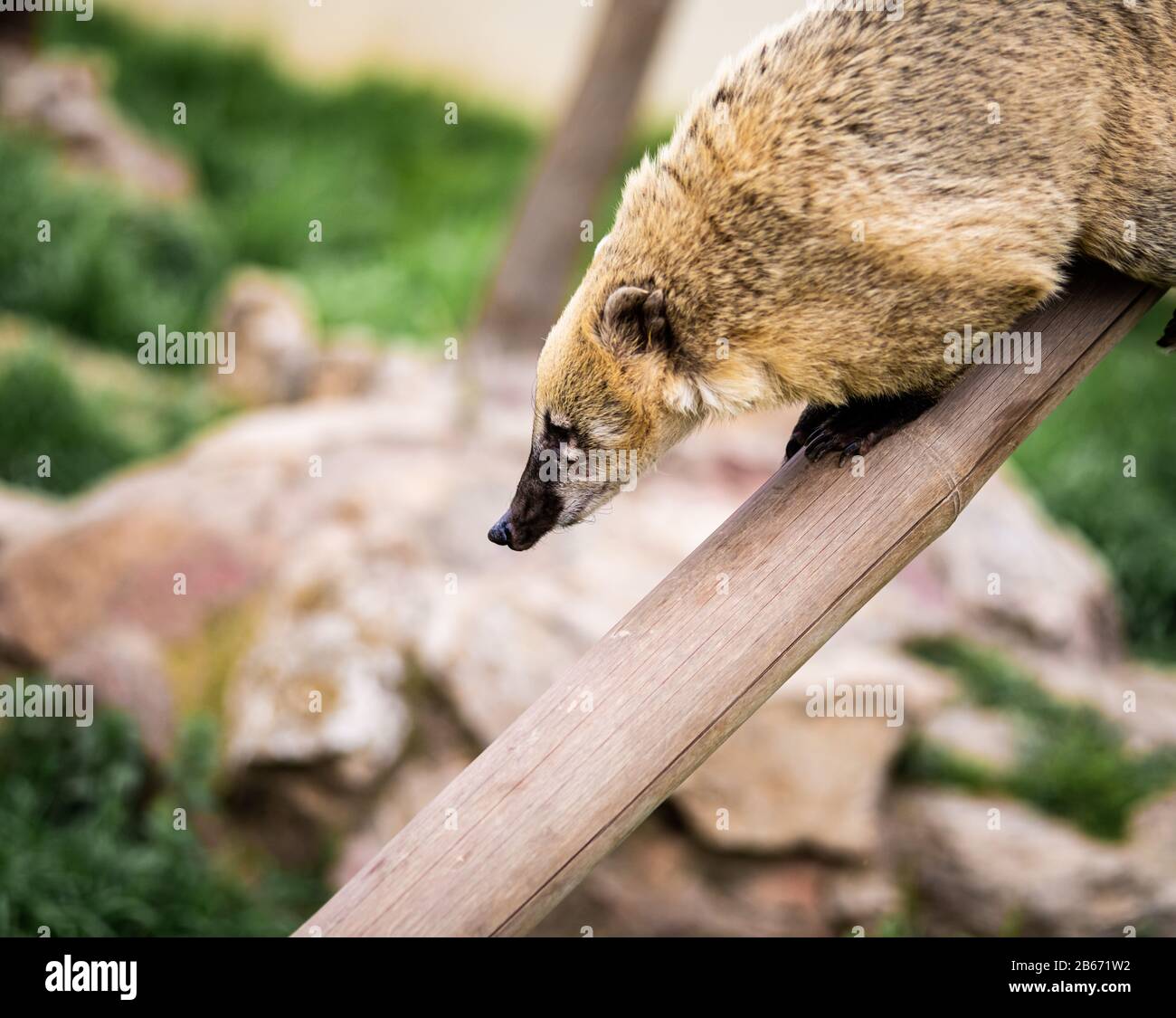Un Coati À Queue Périphérique Sur Une Branche De Long Arbre Regarde Quelque Chose Banque D'Images