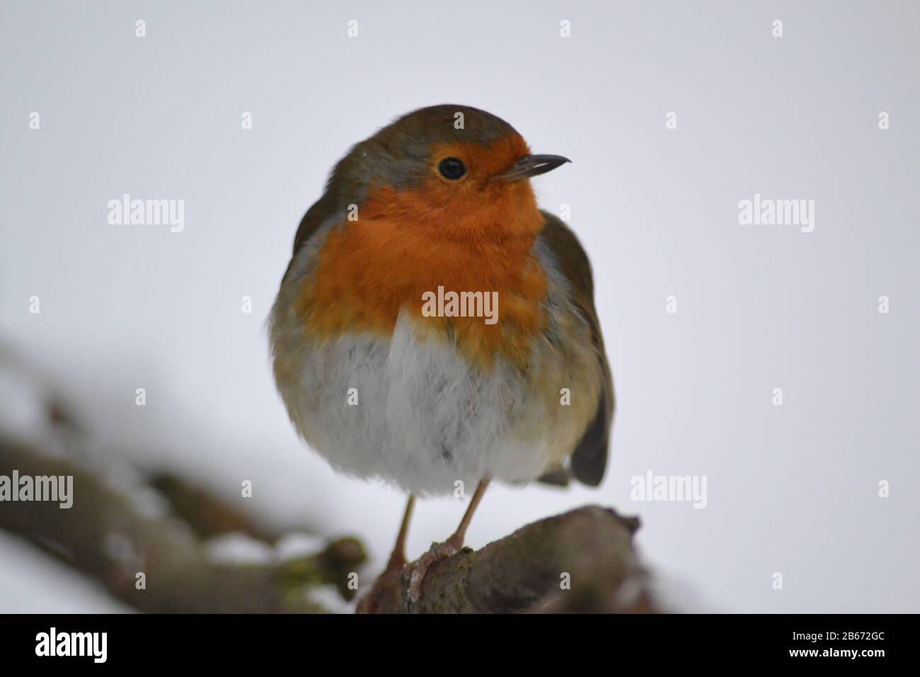Robin dans la neige d'hiver, Lancashire. Angleterre. Banque D'Images