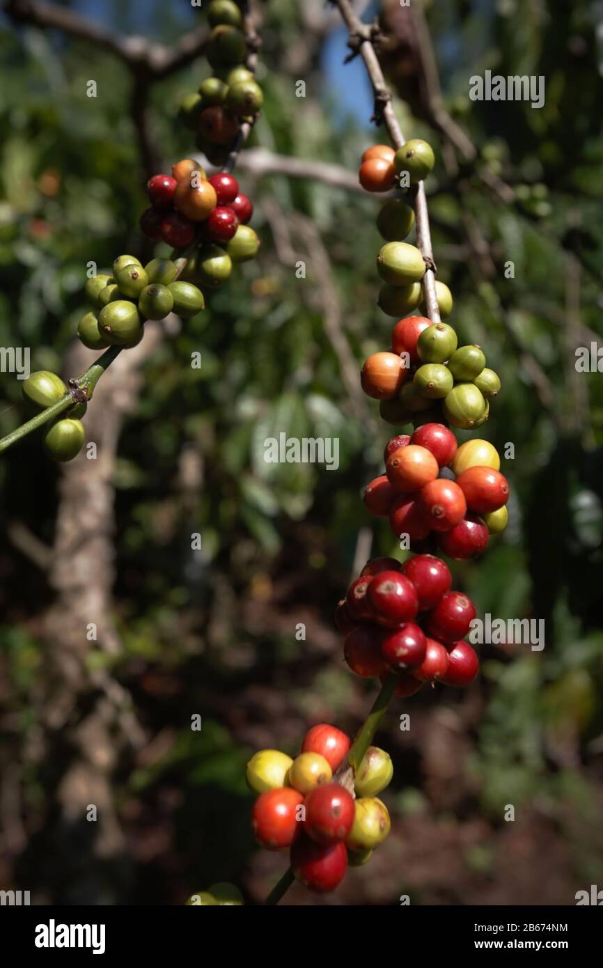 Cerises de café dans une ferme du village de Tegur Wangi, Pagar Alam, Sumatra du Sud, Indonésie. Banque D'Images