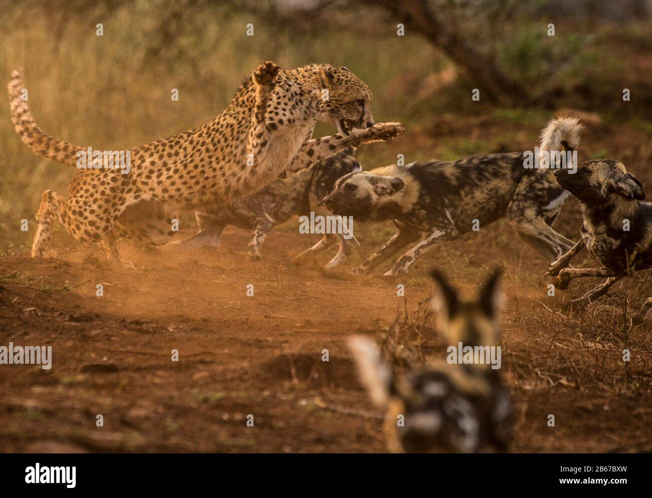 Cette Rencontre entre un Cheetah (Acinonyx jubatus) et un pack de chiens sauvages africains (Lycaon pictus) a été photographiée dans la Réserve de jeux privée de Zimange. Banque D'Images