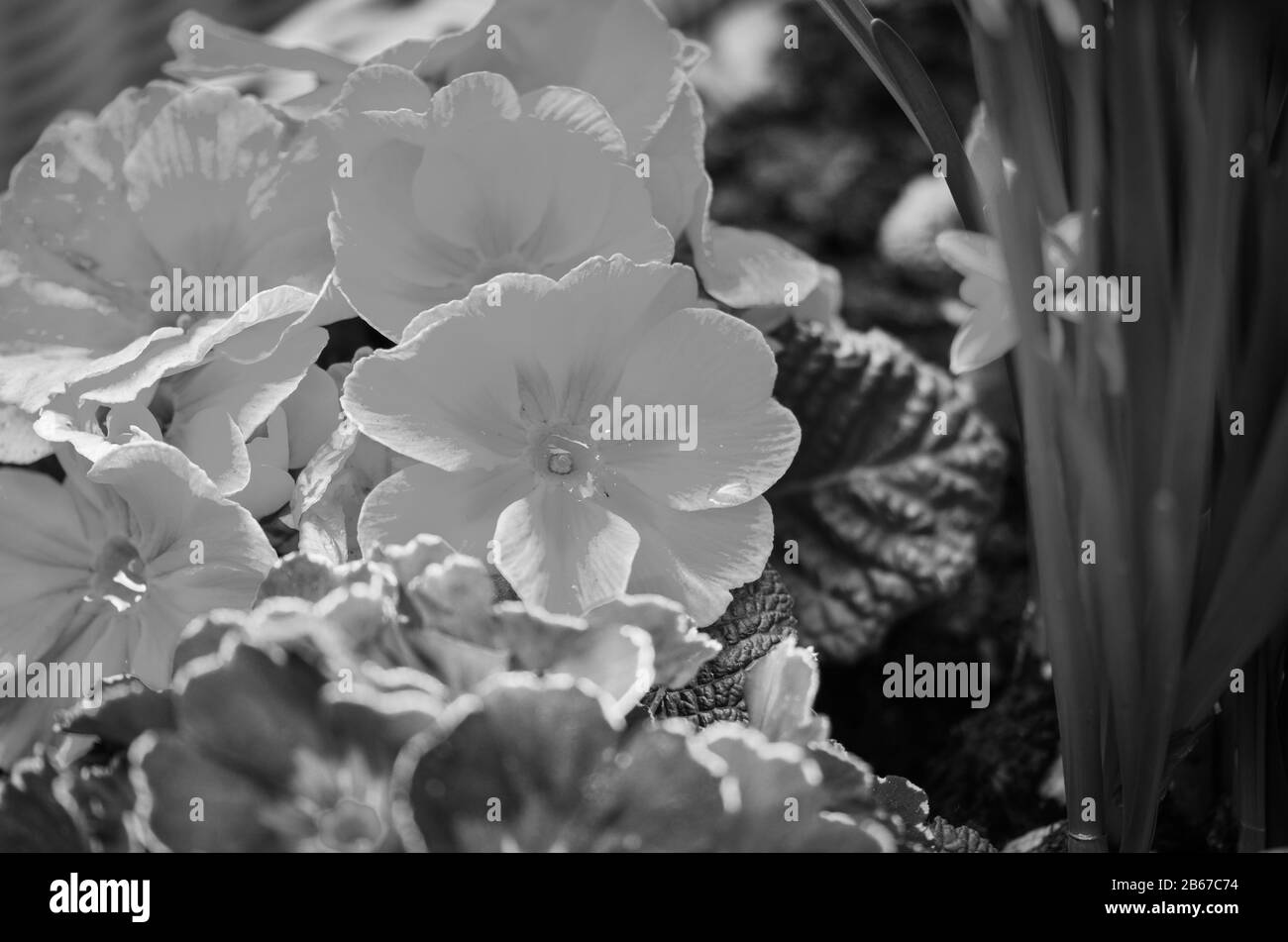 fleurs naturelles vue rapprochée Banque D'Images